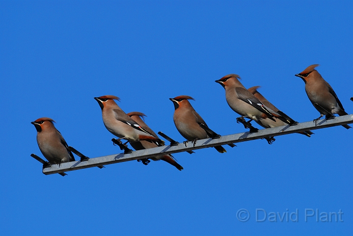 Waxwings - B.jpg - Waxwings on an aerial - Cheltenham